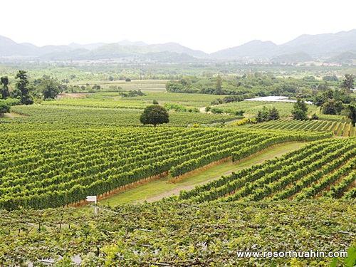 Moonsoon Valley Vineyard Hua Hin