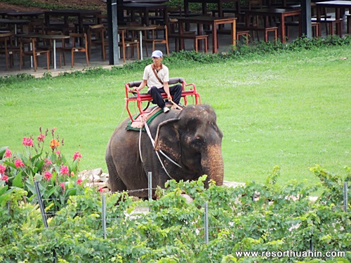 Moonsoon Valley Vineyard Hua Hin