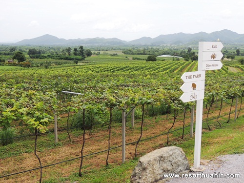 Moonsoon Valley Vineyard Hua Hin