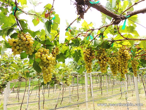 Moonsoon Valley Vineyard Hua Hin