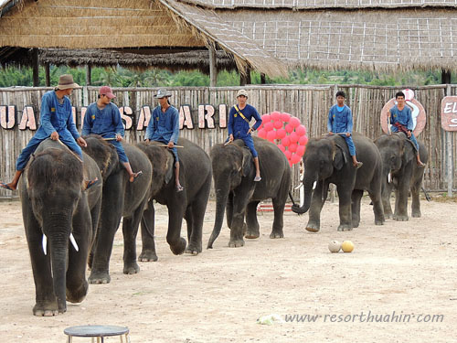 hua hin safari -  elephant  show