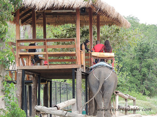 hua hin safari -  elephant  trail trekking