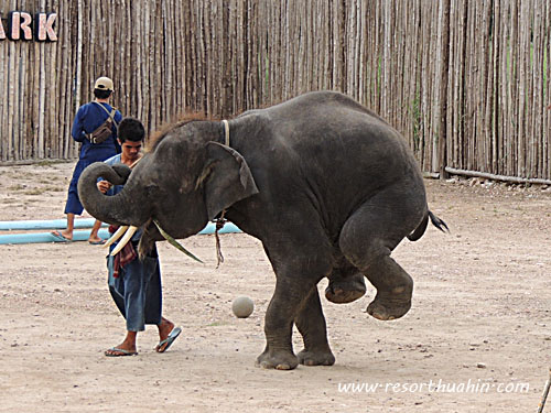 hua hin safari -  elephant show