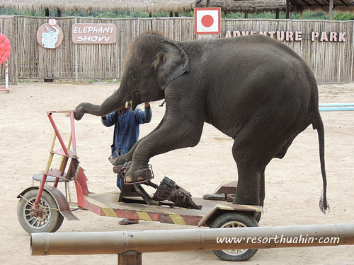 hua hin safari -  elephant show