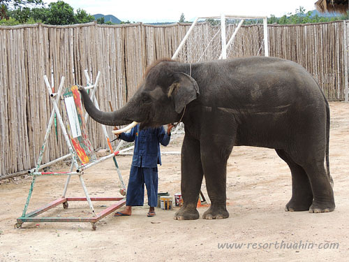 hua hin safari -  elephant show