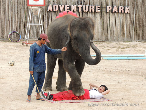 hua hin safari -  elephant show