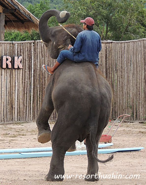 hua hin safari -  elephant show